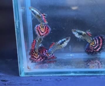 red ivory ss halfoon gup,guppy,guppen beschikbaar voor biedingen
