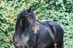 8 Jarige dressuur Fokmerrie, Dieren en Toebehoren, Paarden, Merrie, B, Gechipt, Dressuurpaard