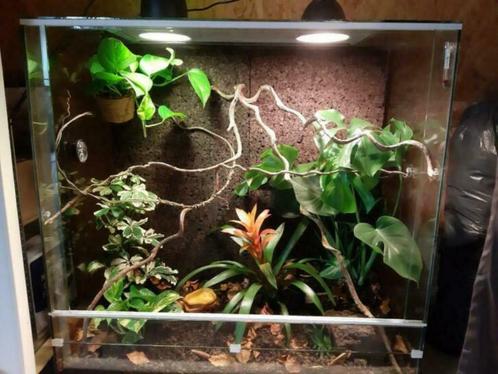 Duurzaam Glazen Kameleon Terrarium, met lichtpunten, op maat, Dieren en Toebehoren, Reptielen en Amfibieën | Toebehoren, Nieuw