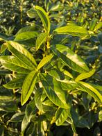 Prunus laurier Genolia (in meerdere maten), Ophalen of Verzenden, Laurier, Haag, 100 tot 250 cm
