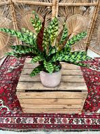 Goeppertia Insignes, Ophalen, Overige soorten, Minder dan 100 cm