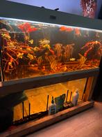 Juwel rio 180, Dieren en Toebehoren, Ophalen of Verzenden, Leeg aquarium
