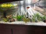 Aquarium groot met 3D achtergrond, Dieren en Toebehoren, Vissen | Aquaria en Toebehoren, Zo goed als nieuw, Ophalen, Leeg aquarium