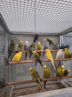 Diverse soorten vogels bij vogelhandel Tuinstra.