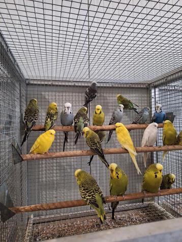 Diverse soorten vogels bij vogelhandel Tuinstra.  beschikbaar voor biedingen