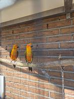 Te koop mooie gezonde zonparkieten., Dieren en Toebehoren, Vogels | Parkieten en Papegaaien, Meerdere dieren, Papegaai, Geringd
