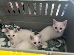 Kitten