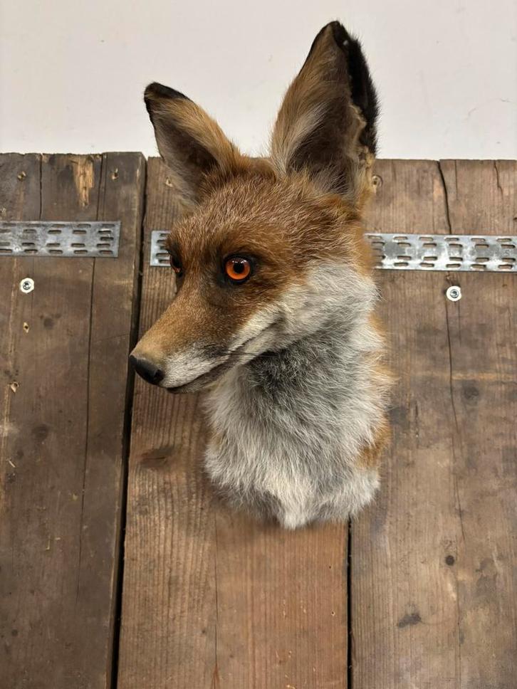 Opgezet vosje, Verzamelen, Dierenverzamelingen, Nieuw, Opgezet dier, Wild dier, Ophalen of Verzenden