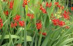 Crocosmia / montbretia, Tuin en Terras, Ophalen of Verzenden, Gehele jaar, Volle zon, Bloembol