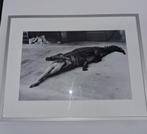 Helmut Newton: 2 ingelijste topstukken, Ophalen of Verzenden