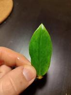 Zamioculcas zamiifolia (ZZ) variegata, Huis en Inrichting, Kamerplanten, Overige soorten, Minder dan 100 cm, Groene kamerplant