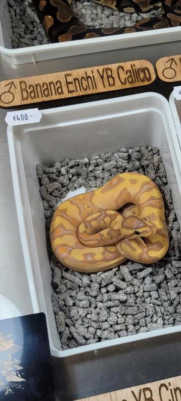 Banana Enchi YB Caico man 1.0 nk 2025 koningspython regius beschikbaar voor biedingen