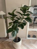 Ficus Elastica Robusta op stam - 140cm, Huis en Inrichting, Kamerplanten, Ophalen, Ficus