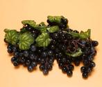 6x Kunst Druiventros Nep Sier Fruit Voedsel Druiven Druif, Verzenden, Nieuw