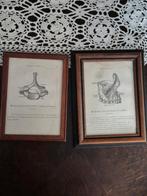 Anatomische prenten in lijst, Ophalen of Verzenden, Voor 1940, Zo goed als nieuw, Prent