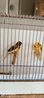 Mooie koppel kanarie €25,, Dieren en Toebehoren, Vogels | Kanaries, Meerdere dieren, Kleurkanarie