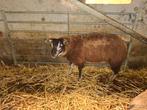 3 dassenkop rammen, Dieren en Toebehoren, Mannelijk, Schaap