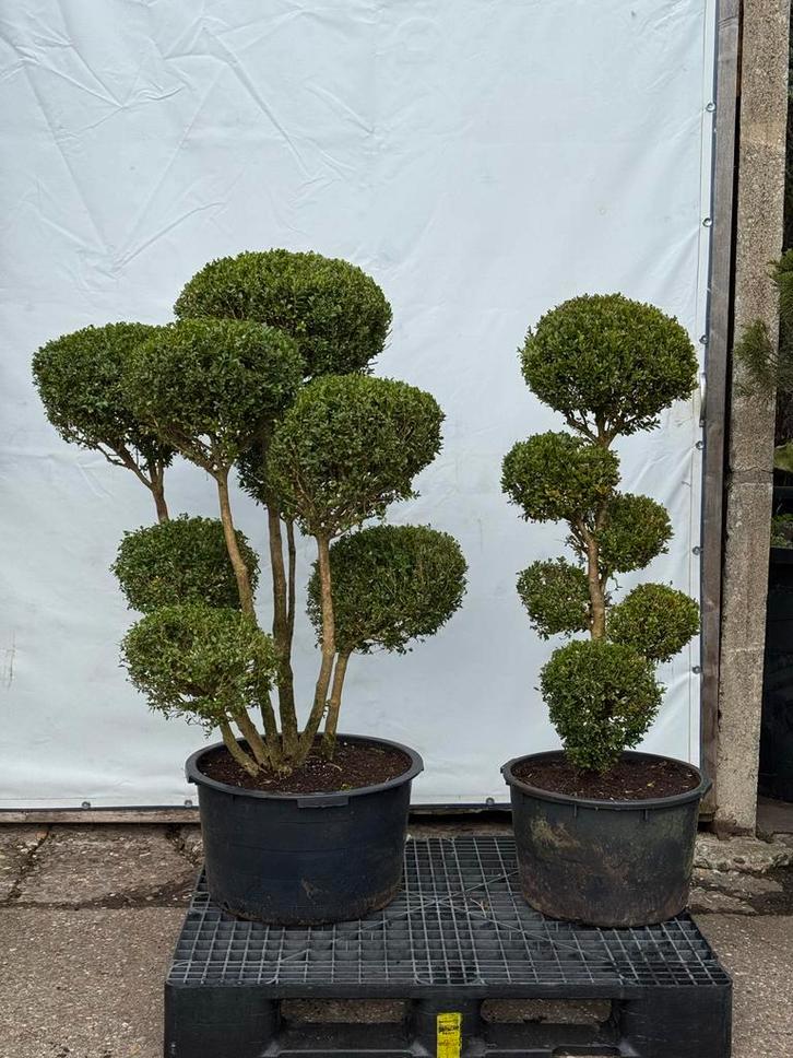 Buxus Vormbomen - Diverse modellen, buxusmot vrij!, Tuin en Terras, Planten | Bomen, Bolboom, Minder dan 100 cm, Volle zon, Bloeit niet