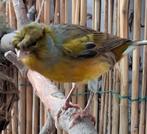 Prachtige kuifkanarie man, Dieren en Toebehoren, Mannelijk, Zangkanarie