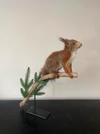 Opgezette rode eekhoorn, Verzamelen, Ophalen of Verzenden, Zo goed als nieuw, Wild dier, Opgezet dier