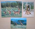 Ansichtkaarten met giraffe - omstreeks 1969-1974, Verzamelen, Ansichtkaarten | Dieren, Ophalen of Verzenden, 1960 tot 1980, Gelopen