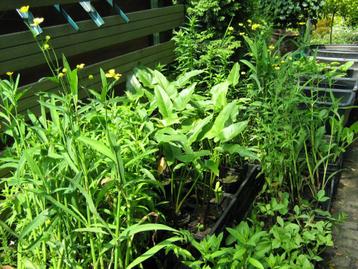 Vol op keuze uit waterlelies, irissen & andere vijverplanten beschikbaar voor biedingen