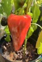 Paprika Piquillo zaden BIO 15x, Ophalen of Verzenden, Voorjaar, Volle zon, Zaad