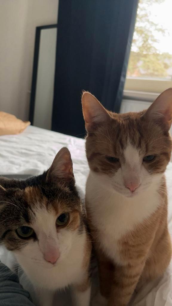 Gouden mandje gezocht, Dieren en Toebehoren, Katten en Kittens | Overige Katten