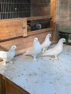 Een vrouw,drie mannen takla, Dieren en Toebehoren, Vogels | Duiven, Meerdere dieren, Overige soorten
