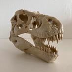 Dinosaurus Schedel, Ophalen of Verzenden, Dier