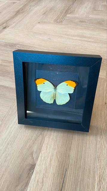 Vlinder opgezet taxidermie Anteos Menippe in 3d lijst beschikbaar voor biedingen
