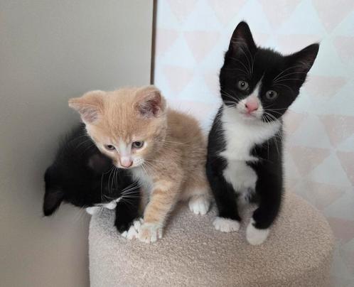 3 super mooie lieve kittens, Dieren en Toebehoren, Katten en Kittens | Raskatten | Korthaar