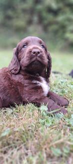 Friese stabij x Engelse cockerspaniel pups, 8 tot 15 weken, CDV (hondenziekte), Meerdere, Meerdere dieren