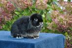 Razuiver NHD konijntje, Dieren en Toebehoren, Mannelijk, Dwerg, Hangoor, 0 tot 2 jaar
