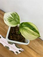 Scindapsus White Monster, Ophalen of Verzenden, Overige soorten, Minder dan 100 cm