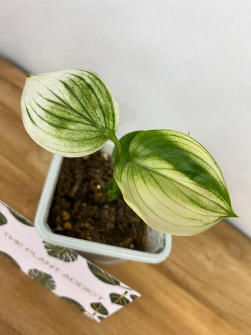 Scindapsus White Monster, Huis en Inrichting, Kamerplanten, Overige soorten, Minder dan 100 cm, Ophalen of Verzenden