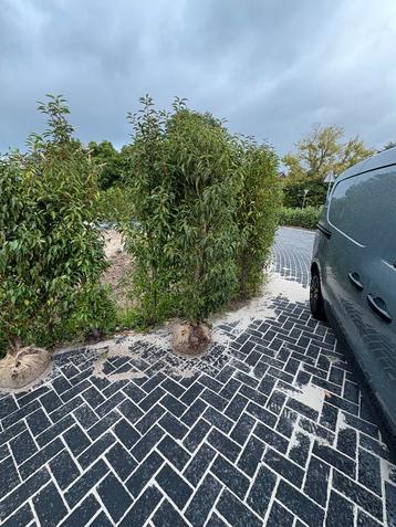 Portugese Laurier - 2 Meter Hoog beschikbaar voor biedingen