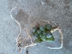 Hawortia cooperi truncata, Ophalen of Verzenden, Halfschaduw, Minder dan 100 cm