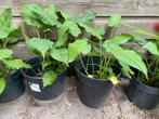 Rode persicaria in pot, Volle zon, Vaste plant, Zomer, Ophalen