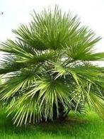 10 x Chamaerops humilis (Europese dwergpalmboom) zaden, Ophalen, Gehele jaar, Zaad