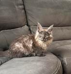 Maine Coon katertje, Kater