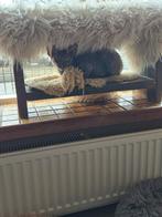 Lieve cornish Rex poesje te koop, Dieren en Toebehoren, Poes, Ontwormd, 0 tot 2 jaar