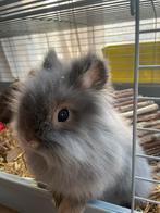 Twee lieve konijntjes incl. toebehoren, Dieren en Toebehoren, Konijnen, Meerdere dieren