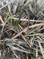 Zwart siergras (slangenbaard), Tuin en Terras, Planten | Tuinplanten, Verzenden, Zomer, Siergrassen, Volle zon