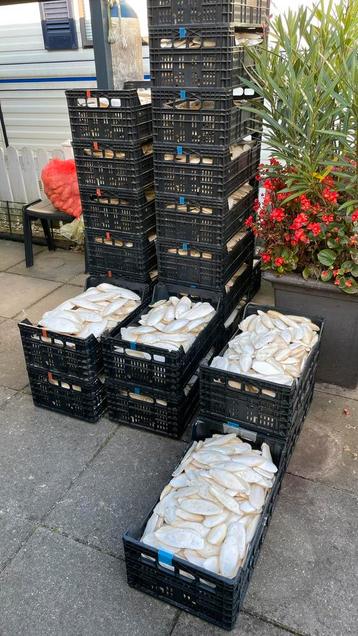 Sepia. Extra kalk voor schildpadden en vogels. beschikbaar voor biedingen