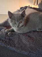 Aub dit mannetje snel kopen. SNEL KOPEN. Volledig geënt., Dieren en Toebehoren, Katten en Kittens | Raskatten | Korthaar, Meerdere dieren