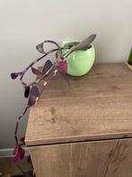Tradescantia pallida - Paarse Hangplant incl pot, Ophalen, Overige soorten, Halfschaduw, In pot
