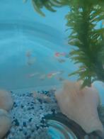 Guppy's 15 stuks jong, krijgen al kleur geel /oranje, Dieren en Toebehoren, Vissen | Aquariumvissen, Vis, Zoetwatervis, Schoolvis