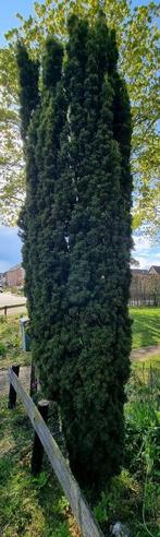 Taxus circa 3,5m [Z.S.M. OPHALEN], Tuin en Terras, Planten | Bomen, Overige soorten, 250 tot 400 cm, Bloeit niet, Ophalen