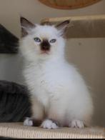Ragdoll katertje chocolate mitted met stamboom, Dieren en Toebehoren, Katten en Kittens | Raskatten | Langhaar, Kater, Gechipt